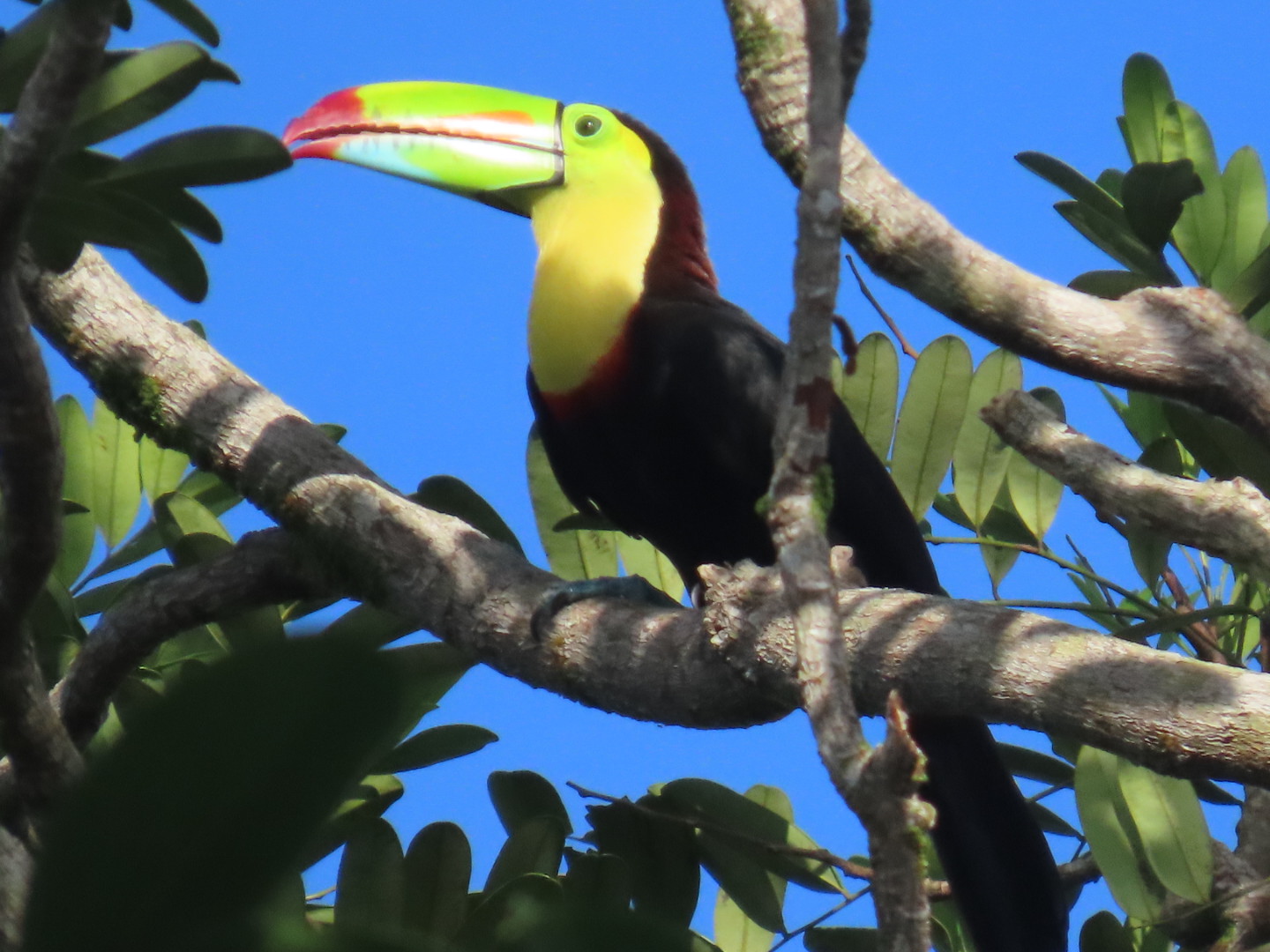 Keel-billed Toucan